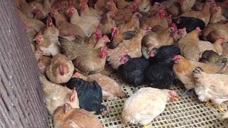 家禽养殖的综合指南