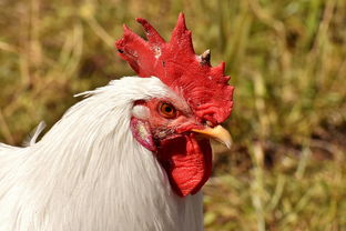 家禽的缤纷世界 从农场动物到摄影艺术的羽翼精灵