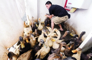 居民楼变身“养殖场”，卫生间的屠宰与小区里的叫卖