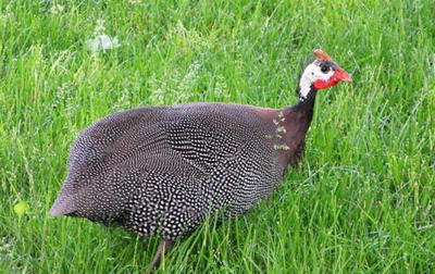 西餐常用禽类及家禽食材指南