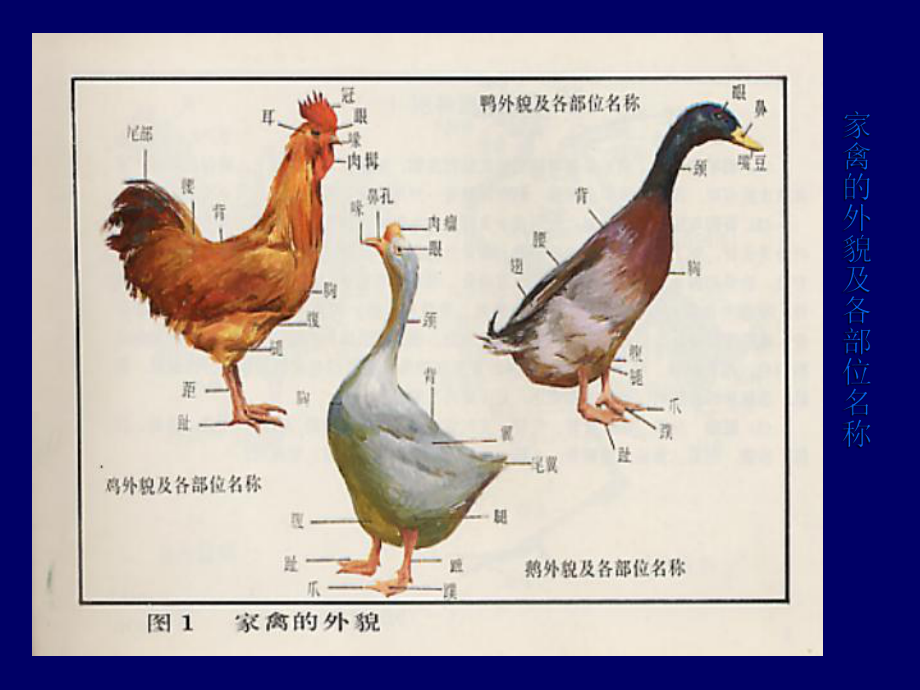 家禽与鲜活水产品的生理解剖特点探析