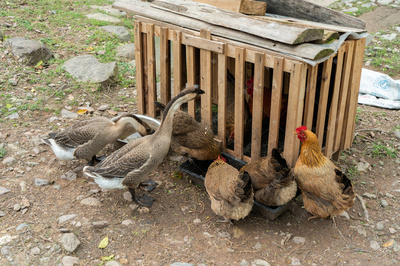 农家家禽鸡鸭棚子的建设与养殖要点