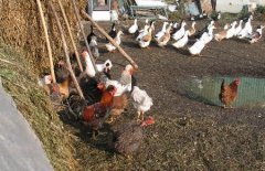 水产品与家禽的初步加工方法