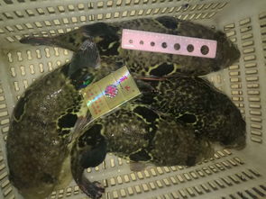 鲜活水产品 供应与批发的全面指南