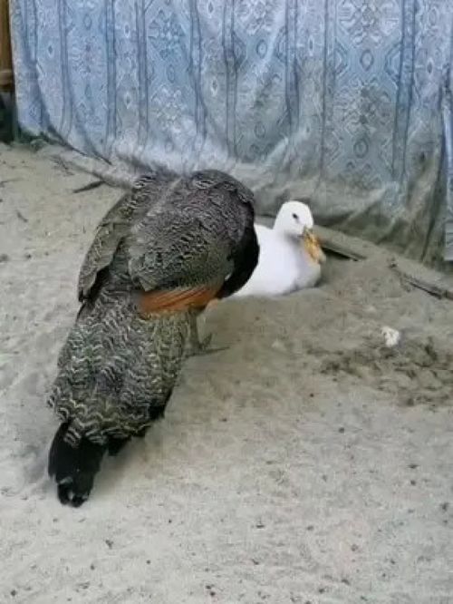 发展家禽养殖，助力三农振兴