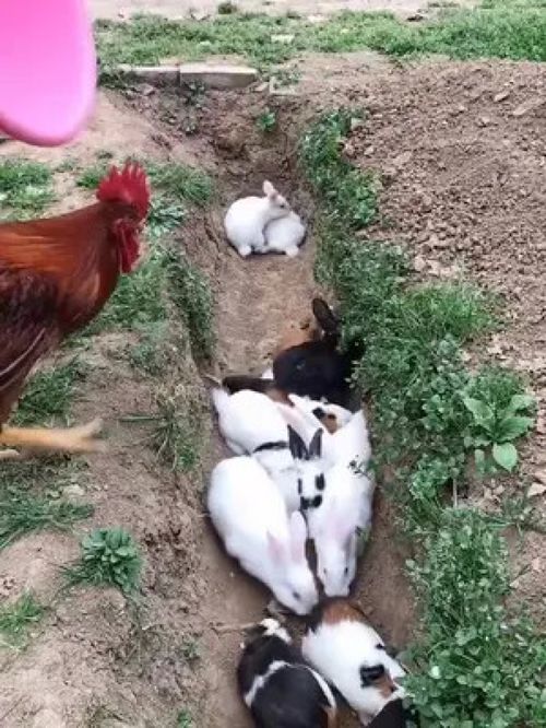 农家院里的鲜活图景 鸡鸣水欢话家禽