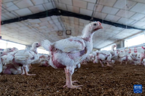 西班牙实施全国家禽圈养措施，严防禽流感疫情扩散