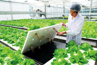 从植物工厂到鲜活水产品 数字农业的全面革命