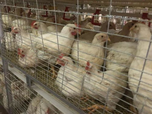 鑫众农牧 年出栏600万羽肉鸡的规模优势与产业链协同下的鲜活水产品发展