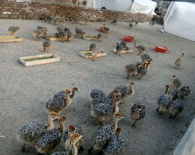 探寻中国鸵鸟养殖场 分布、特点与产业前景